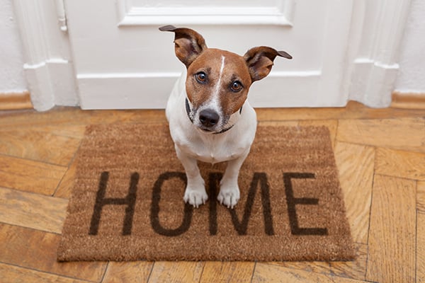 dog_homemat